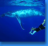 Manta birostris