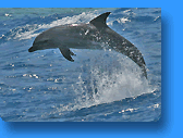 Dauphin Tursiop - Photo: Andreas Bödecker