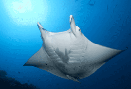 Manta birostris