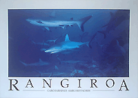 Grey shark - Shark cave.