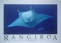 Manta ray